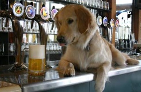 Squatters Craft Beers Squatters Craft Beers